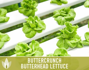 Buttercrunch Butterhead Lettuce Heirloom Seeds - AAS Winner, Slow Bolting, Heat Tolerant, Container Garden, Open Pollinated, Non GMO