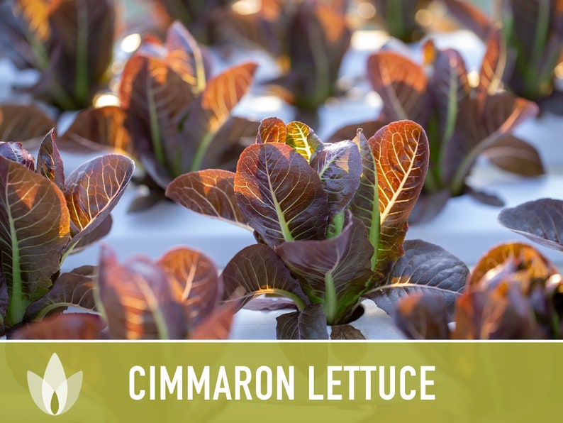 SeedGeeks Cimmaron Romaine Lettuce Seeds - Thumbnail 3