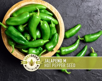 Jalapeno M Heirloom Pepper Seeds | 25+ Seeds, High Yield, Organic, Chili, Capsicum annuum