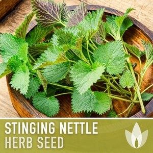 Stinging Nettle Seeds - Heirloom Seeds, Medicinal Herb Seeds, Herbalism, Culinary Herb, Open Pollinated, Non-GMO