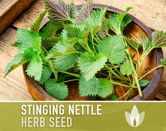 Stinging Nettle Seeds - Heirloom Seeds, Medicinal Herb Seeds, Herbalism, Culinary Herb, Open Pollinated, Non-GMO