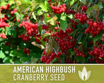 Cranberry Seeds, American Highbush - Heirloom Seeds, Medicinal Plant, Open Pollinated, Non-GMO