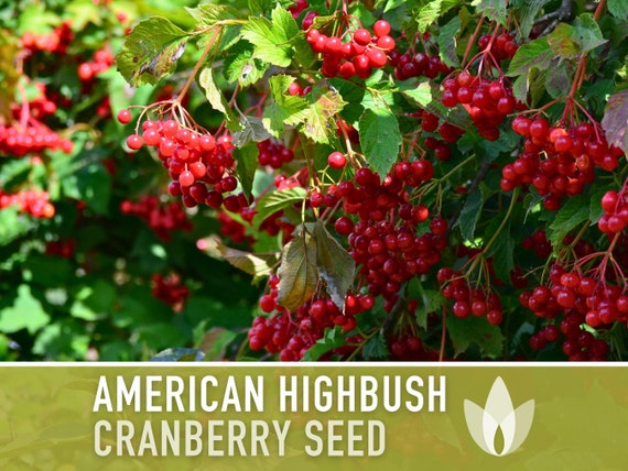 Are Highbush Cranberry Edible