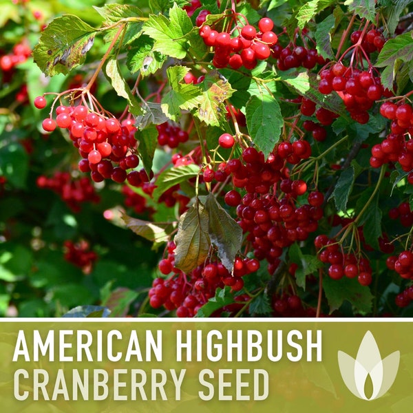 Cranberry Seeds, American Highbush - Heirloom Seeds, Medicinal Plant, Open Pollinated, Non-GMO