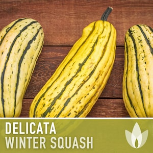 Delicata Winter Squash Heirloom Seeds - Striped Skin, High Sugar, Storage Squash, Open Pollinated, Non-GMO