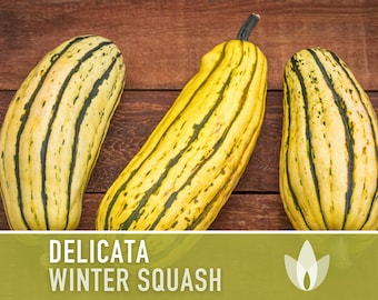 Delicata Winter Squash Heirloom Seeds - Striped Skin, High Sugar, Storage Squash, Open Pollinated, Non-GMO