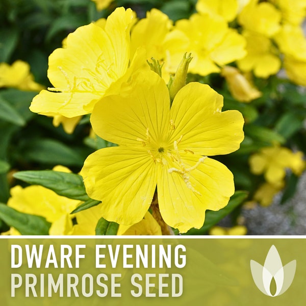 Dwarf Evening Primrose Seeds - Heirloom Flower, Missouri Evening Primrose, Native Wildflower, Fragrant Yellow Flower, Rock Garden, Non-GMO