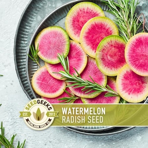 May include: Overhead shot of sliced watermelon radishes arranged on a silver platter with sprigs of rosemary. The radishes have vibrant pink interiors, green edges, and yellow outer rings. The image includes the text "Watermelon Radish Seed".