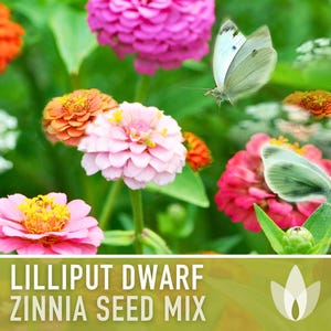 Lilliput Dwarf Zinnia Seed | 100+ Seeds, Butterfly & Bee Friendly, Heirloom, Non-GMO, Zinnia elegans zdjęcie 9