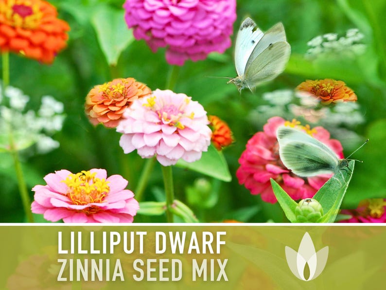 Lilliput Dwarf Zinnia Seed | 100+ Seeds, Butterfly & Bee Friendly, Heirloom, Non-GMO, Zinnia elegans zdjęcie 9