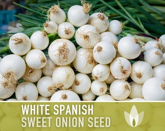 White Sweet Spanish Onion Heirloom Seeds