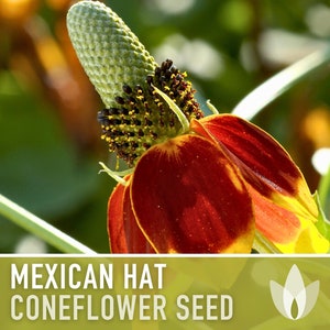 Mexican Hat Coneflower Seeds Heirloom Seeds, Native Wildflower, Prairie Coneflower, Pollinator Friendly, Ratibida Columnifera, Non-GMO image 4