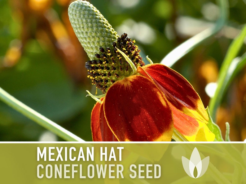 Mexican Hat Coneflower Seeds Heirloom Seeds, Native Wildflower, Prairie Coneflower, Pollinator Friendly, Ratibida Columnifera, Non-GMO image 4