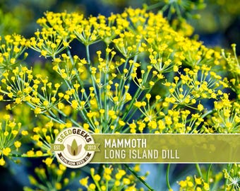 May include: Close-up of bright yellow dill flowers in full bloom. The image features the text "MAMMOTH LONG ISLAND DILL" on a green banner. A circular logo with the text "SEED GEEKS" is also visible.