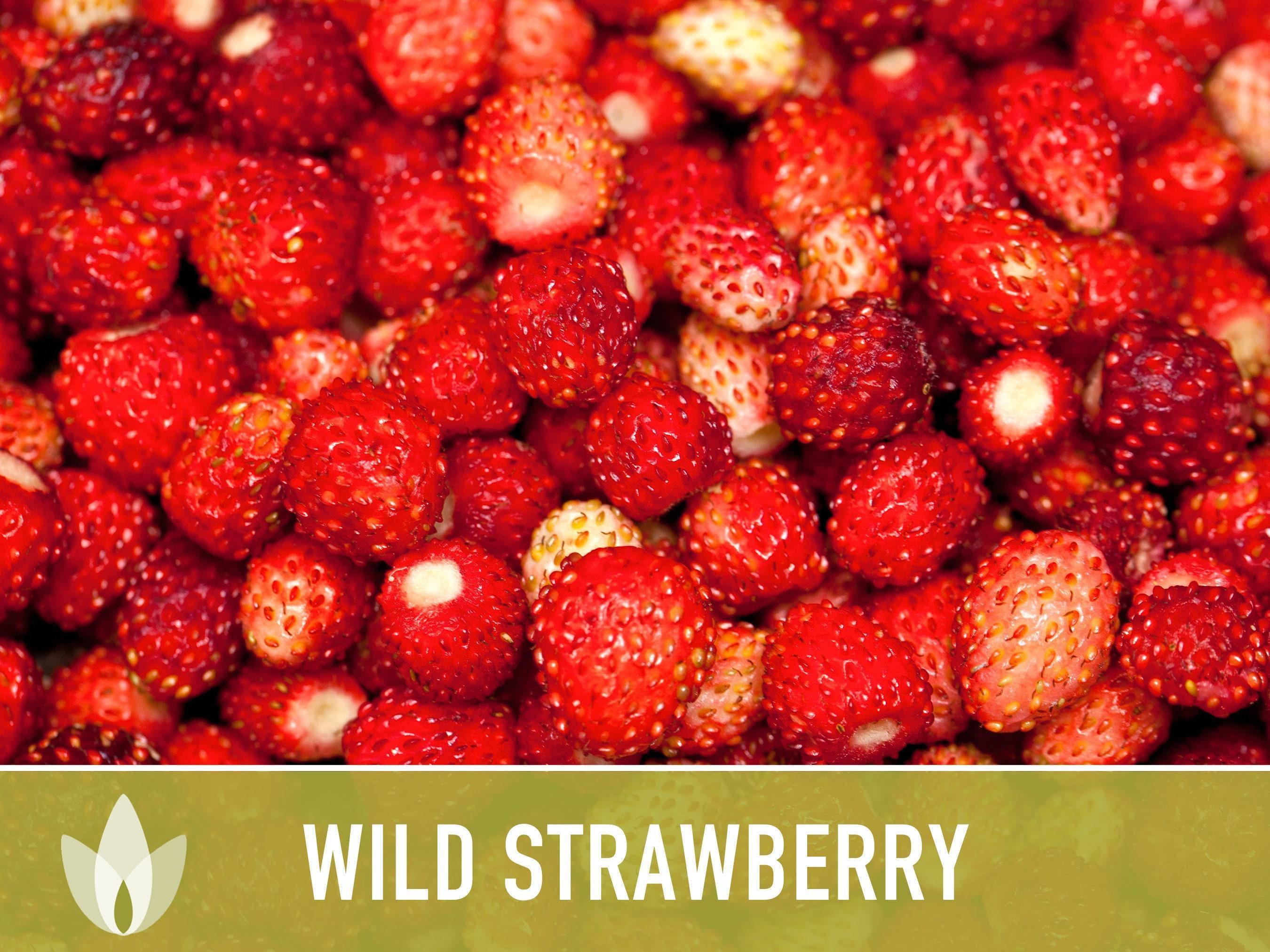 Wild Strawberry Seeds - Alpine Heirloom Variety - Etsy Canada