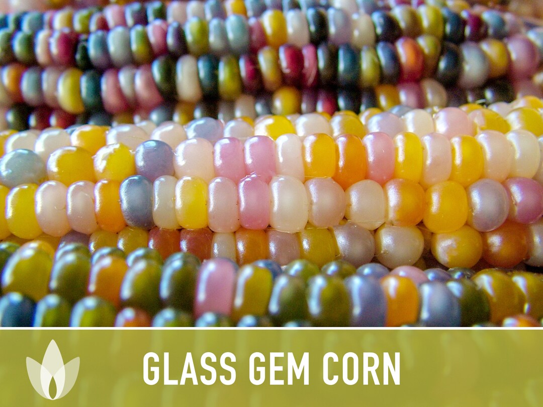Glass Gem Corn Seeds Heirloom Seeds Ornamental Corn Etsy