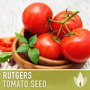 Rutgers Heirloom Tomato Seeds | Organic Garden, Canning & Soup | Open Pollinated, Non-GMO, Disease-Resistant | 50+ Seeds image 5