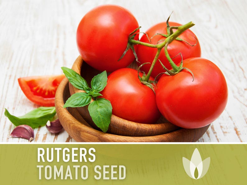 Rutgers Heirloom Tomato Seeds | Organic Garden, Canning & Soup | Open Pollinated, Non-GMO, Disease-Resistant | 50+ Seeds image 5