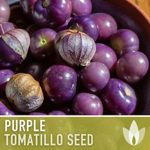 Tomatillo Purple Tomato Heirloom Seeds