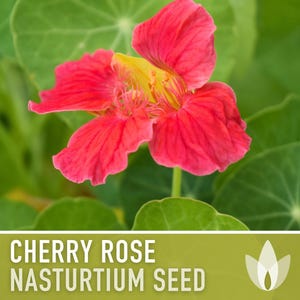 Nasturtium, Cherry Rose Flower Seeds - 25 Heirloom Seeds, Organic, Edible, Salad Garden image 7