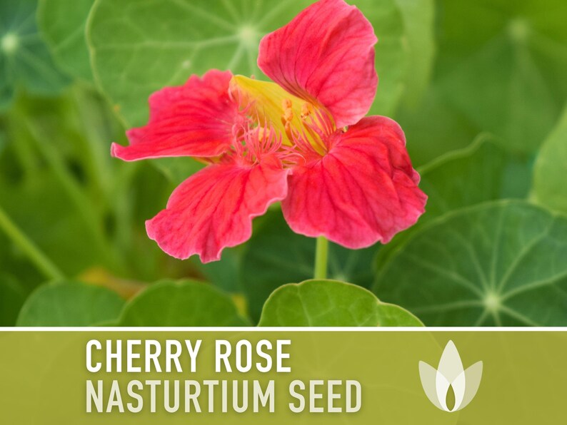 Nasturtium, Cherry Rose Flower Seeds - 25 Heirloom Seeds, Organic, Edible, Salad Garden image 7