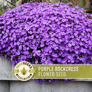 May include: A profusion of purple rockcress flowers spilling over a concrete wall. The image showcases a dense mass of small, purple blooms. A banner at the bottom reads "Purple Rockcress Flower Seed" with the SeedGeeks logo.