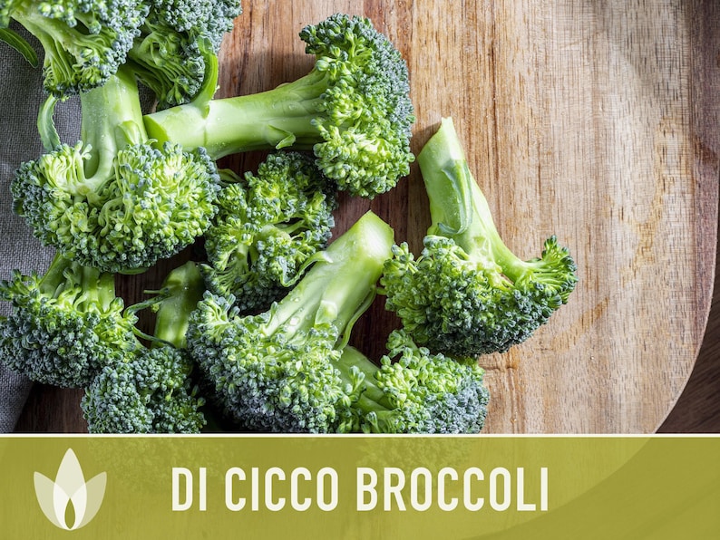 Di Cicco Broccoli Seeds - Heirloom, Organic, Non-GMO image 9
