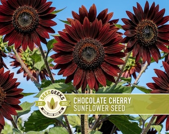 Może przedstawiać: Zbliżenie kilku ciemnoczerwonych słoneczników Chocolate Cherry z ciemnymi środkami i zielonymi liśćmi na tle błękitnego nieba. Obraz zawiera logo z napisem "Seed Geeks" i "Nasiona słonecznika Chocolate Cherry".