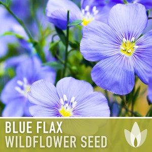 Blue Flax Wildflower Heirloom Seeds, Flower Seeds, Wildflower