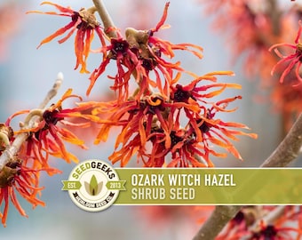 Ozark Witch Hazel Seeds - Heirloom Seeds, Hamamelis Vernalis, Flowering Shrub, Early Bloom, Medicinal, Non-GMO