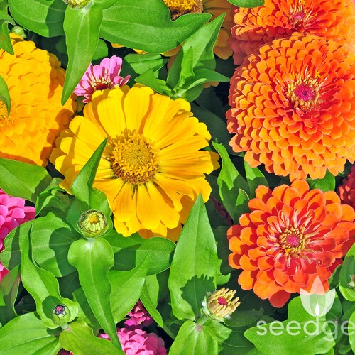 Zinnia Cactus Flower Mix Seeds Cut Flowers Mixed Zinnia Etsy