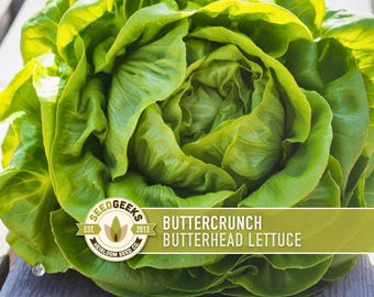 Buttercrunch Lettuce Seeds – Heirloom Butterhead, AAS Winner