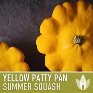 Yellow Scallop Patty Pan Bush Summer Squash Heirloom Seeds image 5