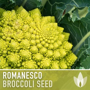 Romanesco Broccoli Heirloom Seeds image 1