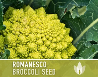 Romanesco Broccoli Heirloom Seeds