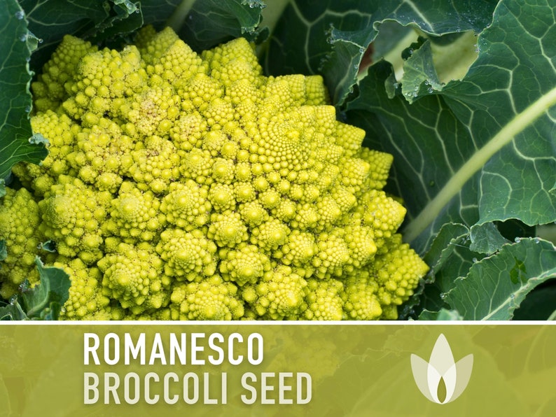 Romanesco Broccoli Heirloom Seeds image 1