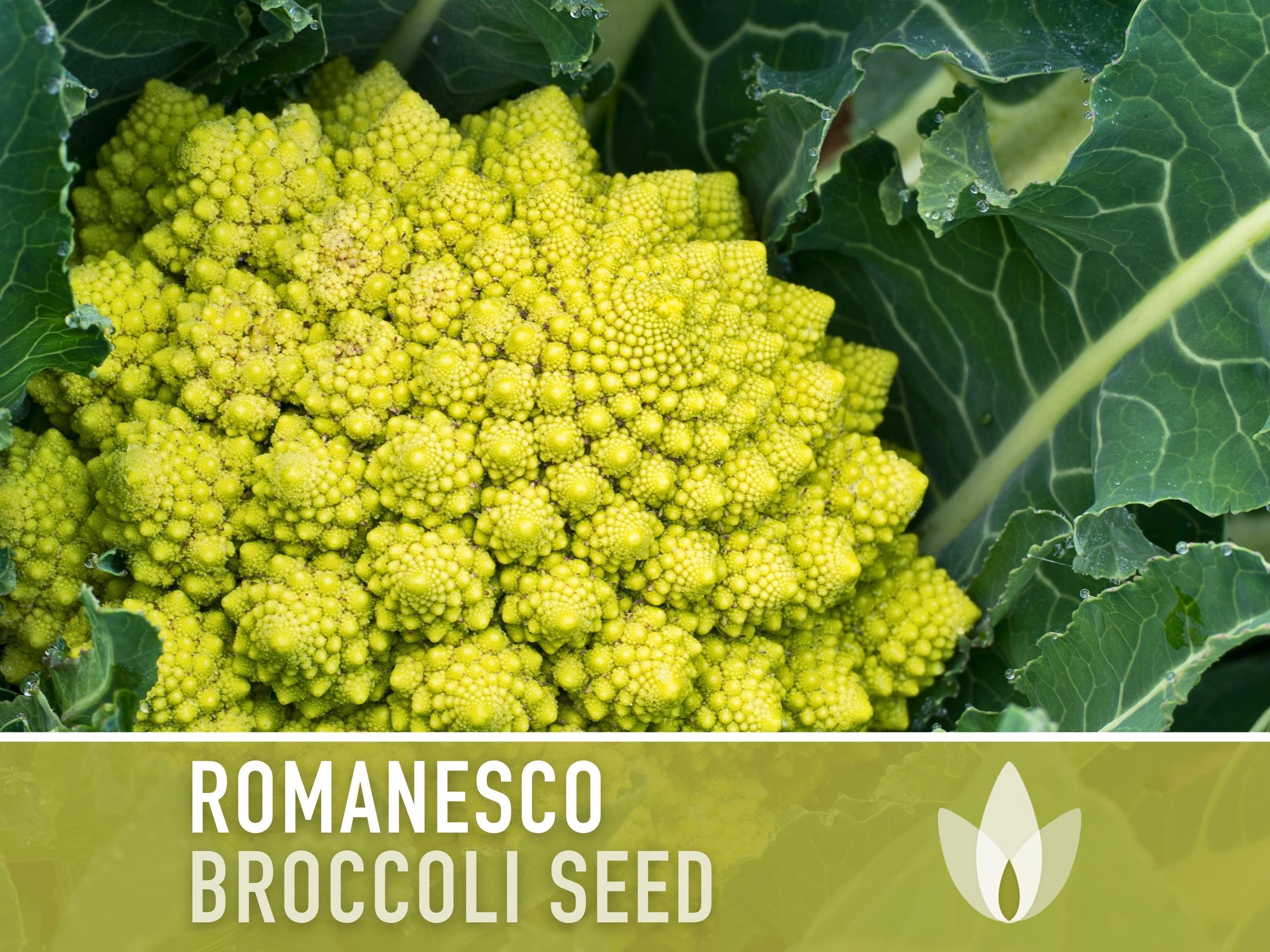 Romanesco Broccoli Heirloom Seeds