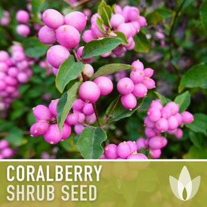 Coralberry Seeds - Heirloom Seeds, Medicinal Plant, Floral Arrangements, Indian Currant, Buckbrush, Insect Friendly, Non-GMO