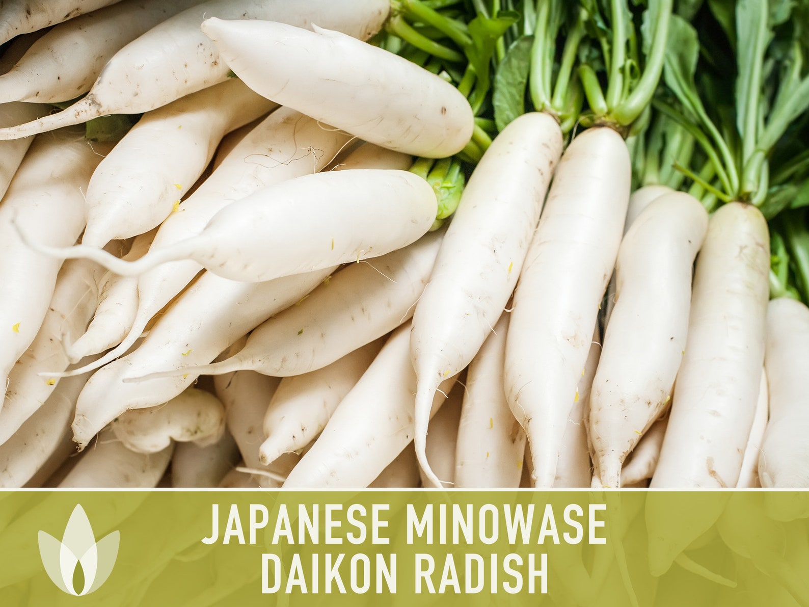 Japanese Minowase Daikon Radish Heirloom Seeds Etsy