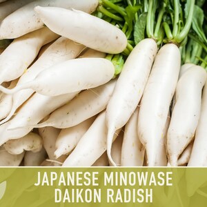 thumbnail image 2 of Green Garden Seeds - 100+ Minowase Daikon Radish Seeds | NON-GMO Heirloom | Easy To Grow 2 of 4