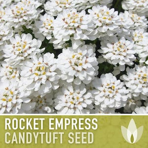 Rocket Empress Candytuft Flower Seeds Heirloom Seeds, Fragrant White Flower, Bouquet Flower, Iberis Amara, Open Pollinated, Non-GMO image 2