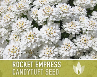 Rocket Empress Candytuft Flower Seeds - Heirloom Seeds, Fragrant White Flower, Bouquet Flower, Iberis Amara, Open Pollinated, Non-GMO