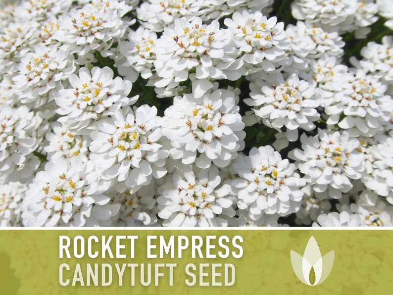 Rocket Empress Candytuft Flower Seeds Heirloom Seeds, Fragrant White Flower, Bouquet Flower, Iberis Amara, Open Pollinated, Non-GMO image 2