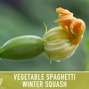 Vegetable Spaghetti Winter Squash Heirloom Seeds image 12