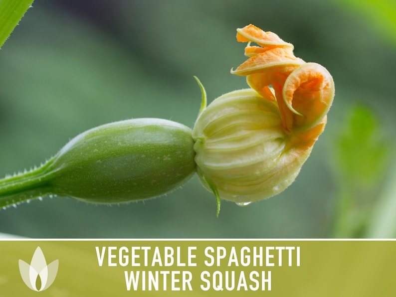 Vegetable Spaghetti Winter Squash Heirloom Seeds image 12