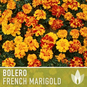 Bolero French Marigold Seeds, Crimson Gold Blooms, Dwarf Heirloom Flower (50 Seeds) image 6