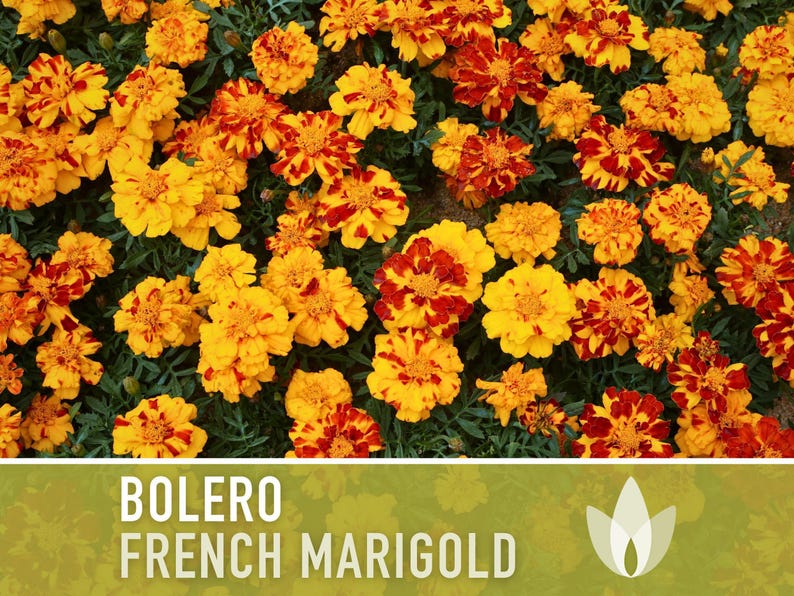 Bolero French Marigold Seeds, Crimson Gold Blooms, Dwarf Heirloom Flower (50 Seeds) image 6