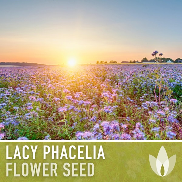 Lacy Phacelia Flower Seeds - Heirloom Seeds, Fiddleneck, Purple Tansy, Bee Forage, Pollinator Garden, Soil Regen, Cover Crop, Non-GMO