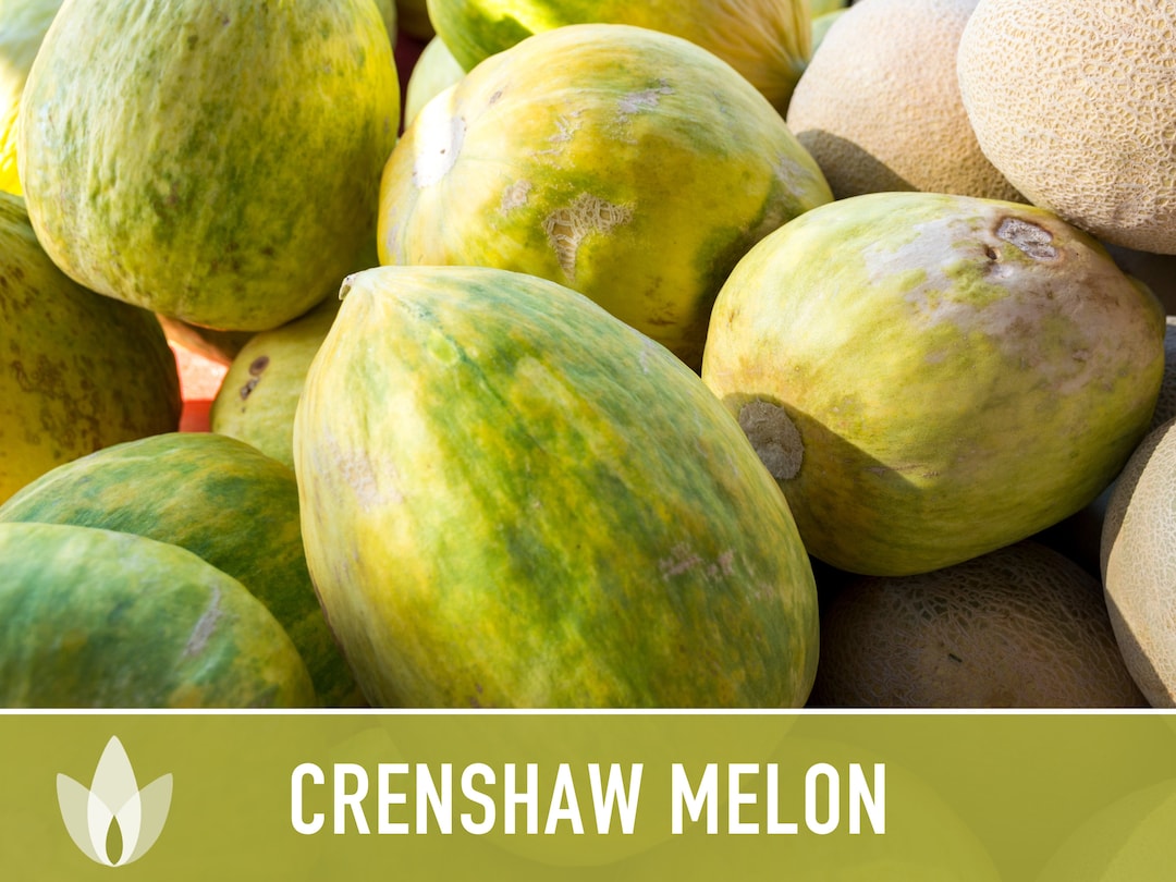 Crenshaw Melon Heirloom Seeds Muskmelon, Sweet, Large, Organic, Nongmo