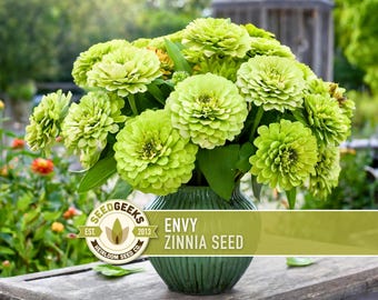 Envy Lime Green Zinnia Seed | 100+ Seeds, Heirloom Annual Flower, Butterfly Gardens, Cut Flowers, Zinnia elegans